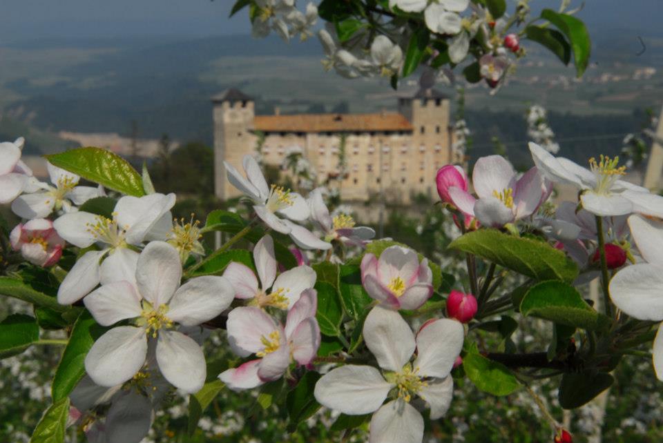 Per festeggiare in modo adeguato questa primavera in collaborazione con in nostri amici della Strada della Mela, di Trentinodavivere e dell'Azienda di Promozione turistica della Val di Non, noi del Pineta abbiamo organizzato un Il Contest Instagram più “fiorito” di tutta la primavera?! È il #FlowerSelfie di #AprileDolceFiorire!!