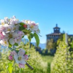 Casetel Nanno tra i meli in fiore