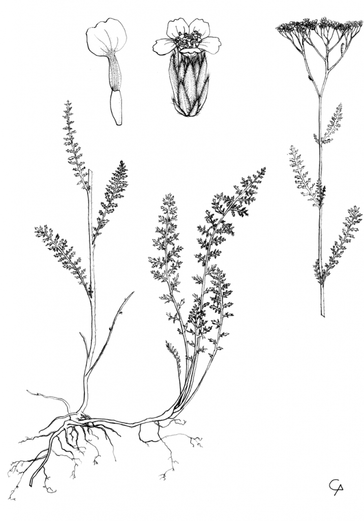 Achillea-millefolium-L-disegni-di-Anna-Bottone-Achillea-millefolium-L-drawings-by