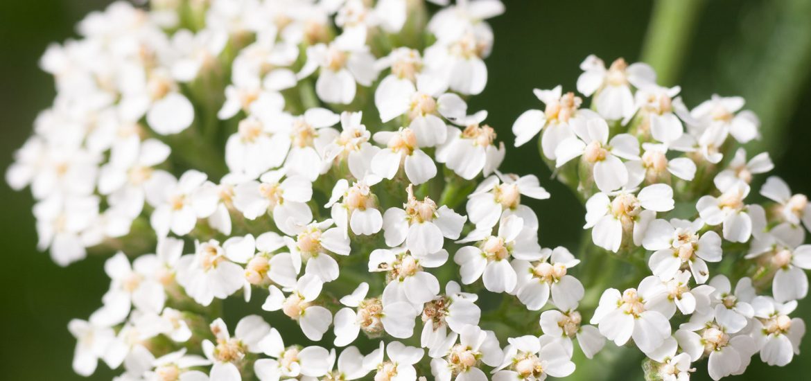achillea-achillea-millefolium-foto-bianca