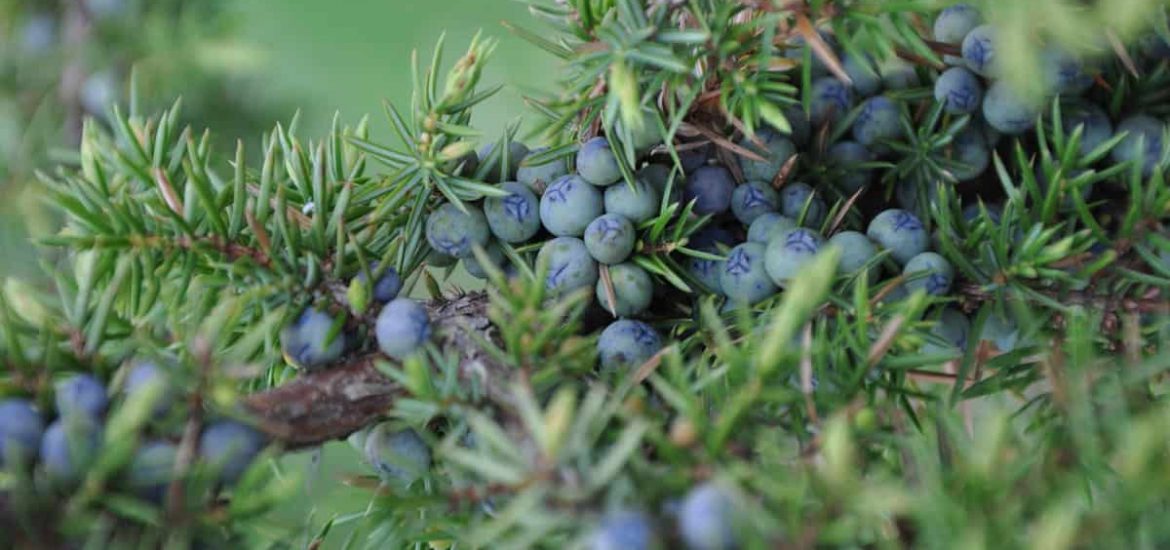 juniperusok-ginepro