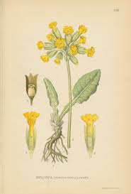 Primula-odorosa-(Primula-veris)-biologica_pineta-orto-nautra
