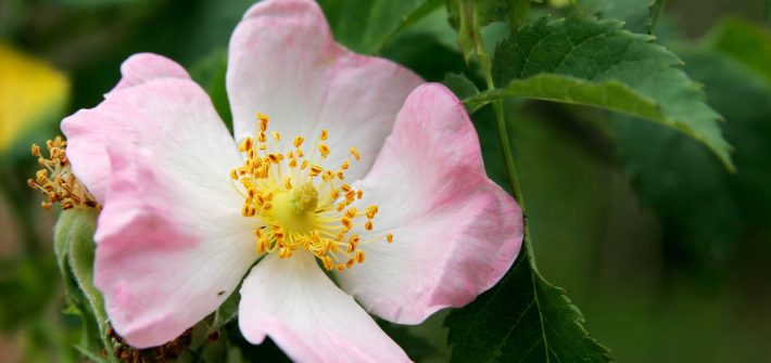 Wild_rose_flower-canina-orto-pineta
