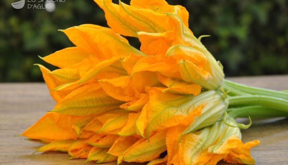 fiori di zucca-pineta-piante