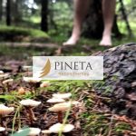 Pineta-nature-therapy-1