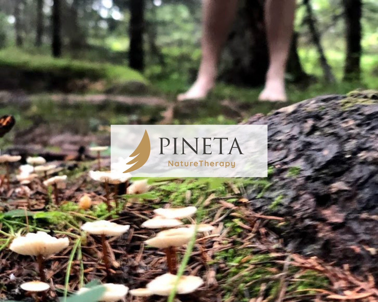 Pineta-nature-therapy-1